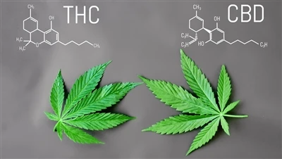 Ποια είναι η διαφορά μεταξύ THC και CBD