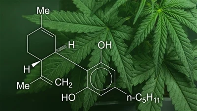 CBD, μαριχουάνα και κάνναβη: Ποια είναι η διαφορά μεταξύ αυτών των προϊόντων ...