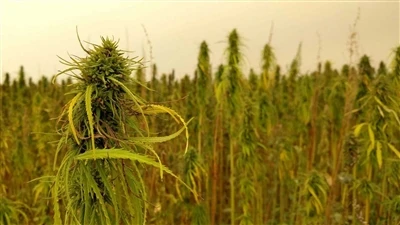 Έκτακτες ειδήσεις σχετικά με την CBD: Οι καναδικές εταιρείες κάνναβης αποχωρο...