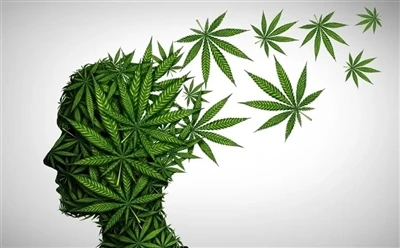 Πώς να χρησιμοποιήσετε το έλαιο CBD για βέλτιστα οφέλη: Πλήρης οδηγός;